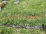 image of grave number 490913